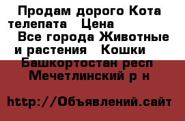  Продам дорого Кота-телепата › Цена ­ 4 500 000 - Все города Животные и растения » Кошки   . Башкортостан респ.,Мечетлинский р-н